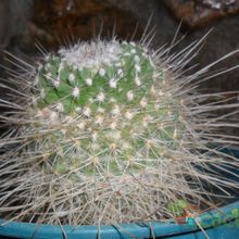 A photo of Mammillaria geminispina