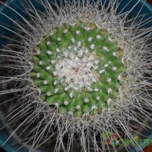 A photo of Mammillaria geminispina