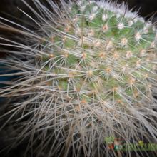 A photo of Mammillaria geminispina
