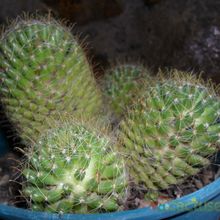 A photo of Mammillaria crinita ssp wildii