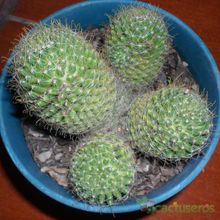 A photo of Mammillaria crinita ssp wildii