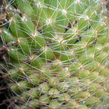 A photo of Mammillaria crinita ssp wildii