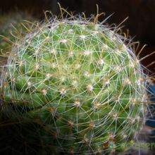 A photo of Mammillaria crinita ssp wildii