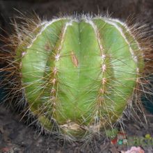 A photo of Parodia magnifica