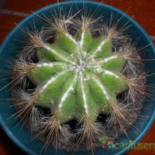 A photo of Parodia magnifica