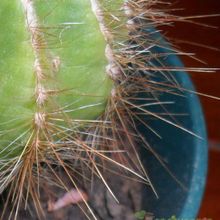 A photo of Parodia magnifica