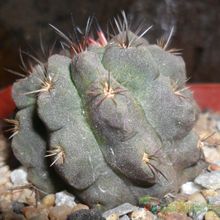 Una foto de Eriosyce occulta