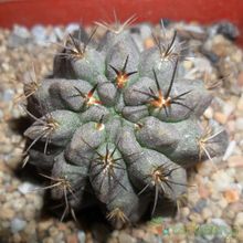 Una foto de Eriosyce occulta