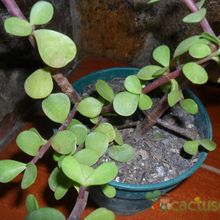 A photo of Portulacaria afra