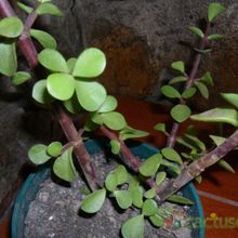 A photo of Portulacaria afra