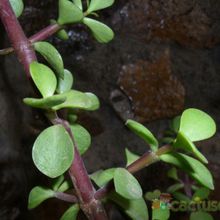 A photo of Portulacaria afra