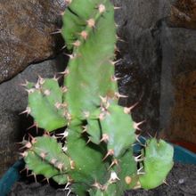 A photo of Euphorbia tortilis
