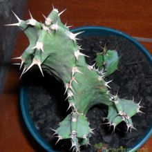 A photo of Euphorbia tortilis