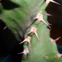 A photo of Euphorbia tortilis