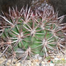 A photo of Eriosyce subgibbosa