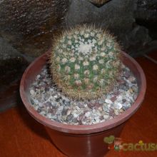 Una foto de Parodia erubescens