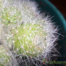 A photo of Rebutia pulvinosa