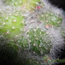 A photo of Rebutia pulvinosa