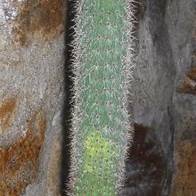 A photo of Cleistocactus baumannii var. paraguariensis