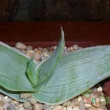 Una foto de Aloe karasbergensis