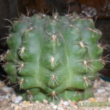 Una foto de Gymnocalycium uebelmannianum