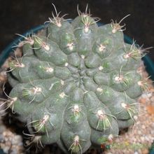 Una foto de Gymnocalycium uebelmannianum