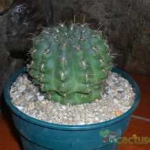 Una foto de Gymnocalycium uebelmannianum