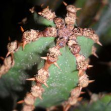 Una foto de Euphorbia ledienii  