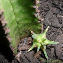 Una foto de Euphorbia anoplia