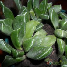 Una foto de Rhombophyllum rhomboideum  