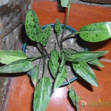 A photo of Drimiopsis maculata  