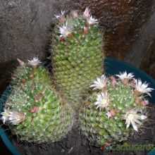 A photo of Mammillaria crinita ssp wildii
