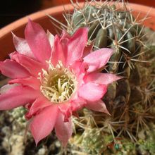 A photo of Echinopsis pentlandii
