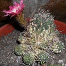 A photo of Echinopsis pentlandii