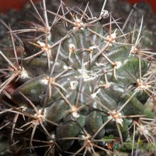 A photo of Echinopsis pentlandii
