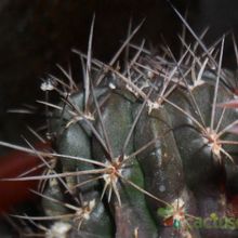 A photo of Echinopsis pentlandii