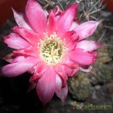 A photo of Echinopsis pentlandii