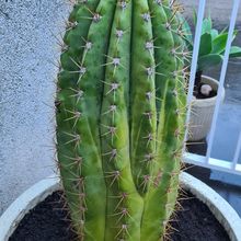 Una foto de Echinopsis terscheckii