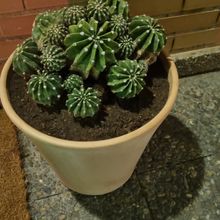 A photo of Echinopsis oxygona