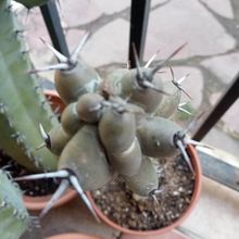 A photo of Stenocereus beneckei
