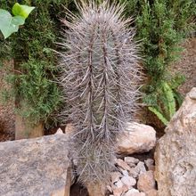 A photo of Carnegiea gigantea