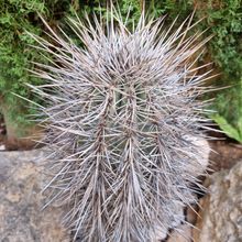 A photo of Carnegiea gigantea