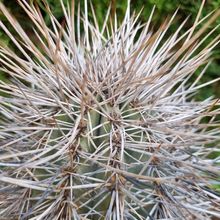 A photo of Carnegiea gigantea