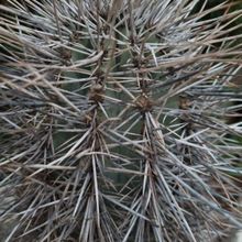 A photo of Carnegiea gigantea