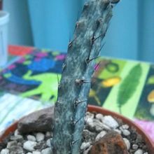 A photo of Cereus spegazzinii