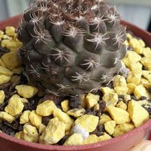 A photo of Eriosyce napina ssp. aerocarpa