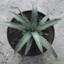 Una foto de Agave americana