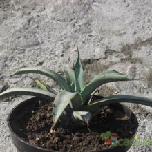 Una foto de Agave americana