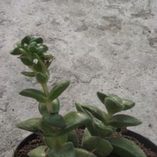 Una foto de Crassula cv. Brides Bouquet