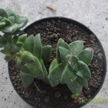 Una foto de Crassula cv. Brides Bouquet